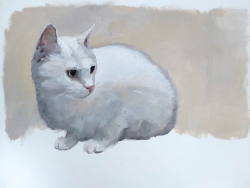 https://www.alicezimmermann.com/files/gimgs/th-4_Whitecat-piccolo_v2.jpg