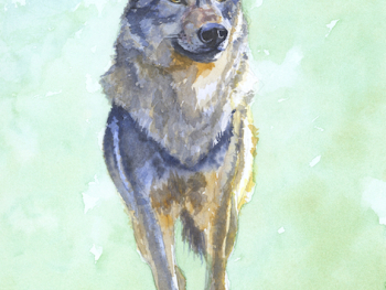 https://www.alicezimmermann.com/files/gimgs/th-5_Wolf.jpg